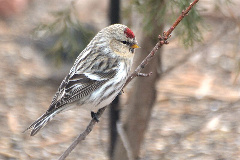 File:Hoary Redpoll - 15929929933.jpg