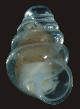 <i>Zospeum tholussum</i> Species of gastropod