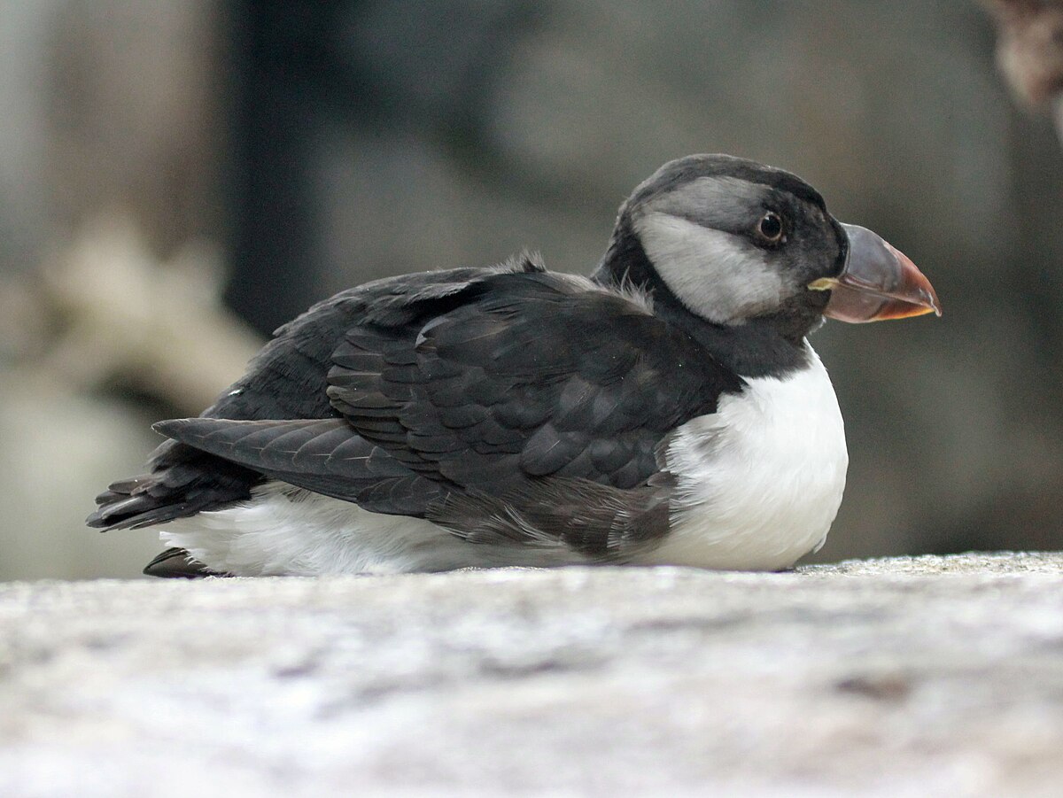 puffling - Wiktionary