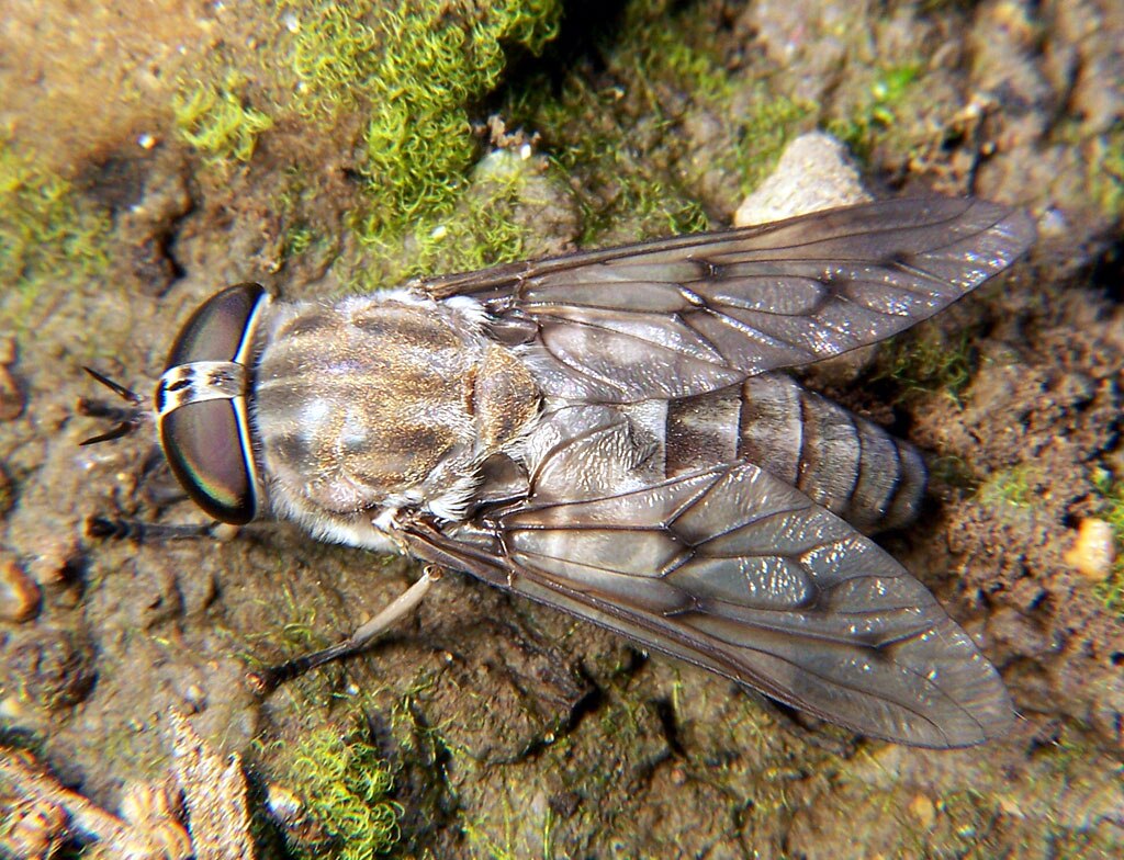 Horse fly Tabanus 2