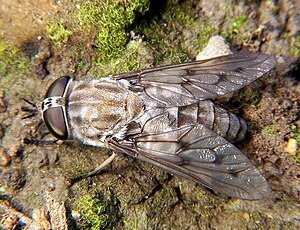 Parmlane perekonnast Tabanus