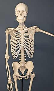 Miniatura para Esqueleto humano