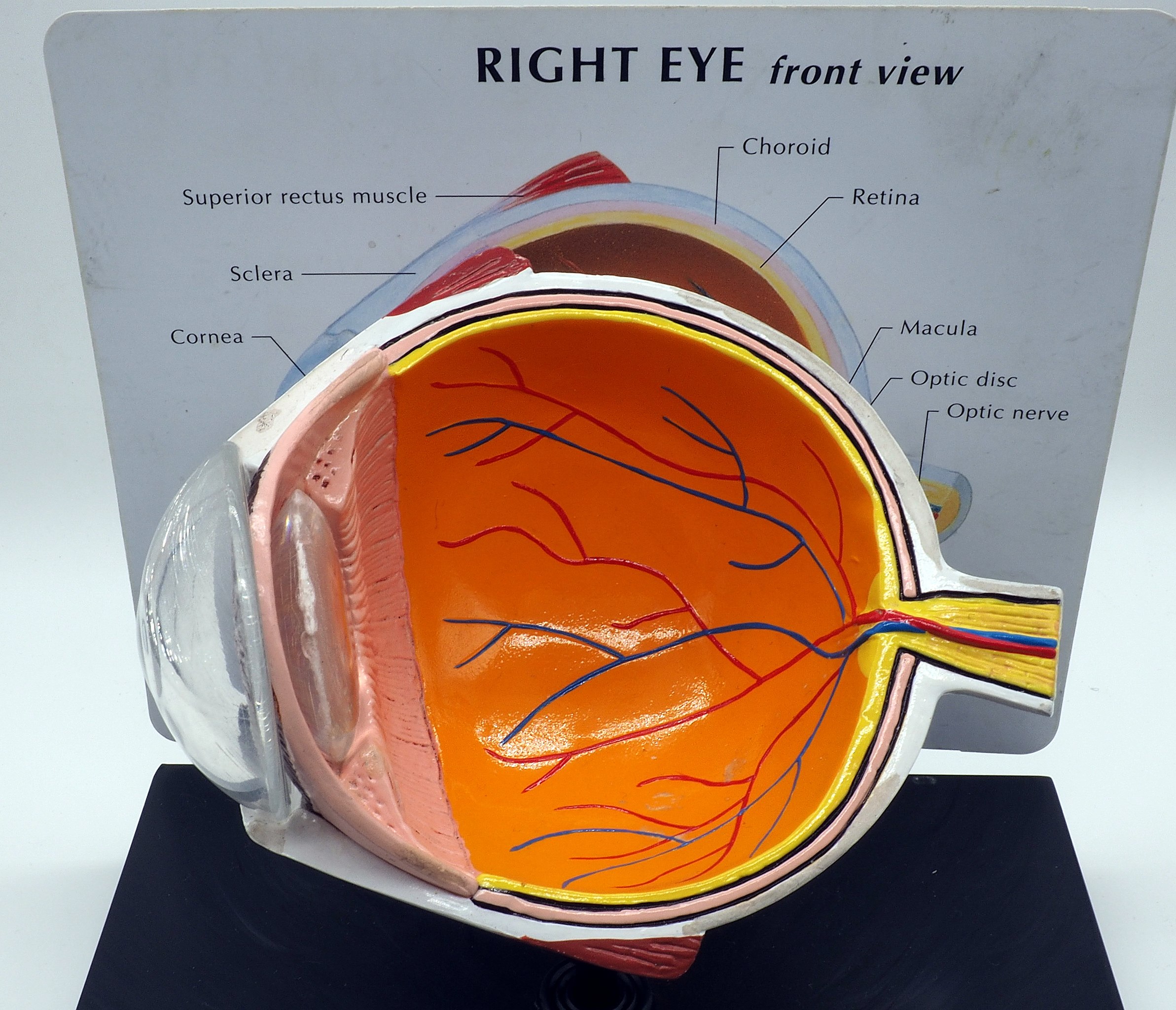 eye muscles model labeled