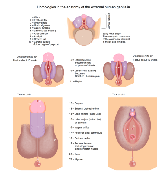 File:Human genitalia - development 1.png