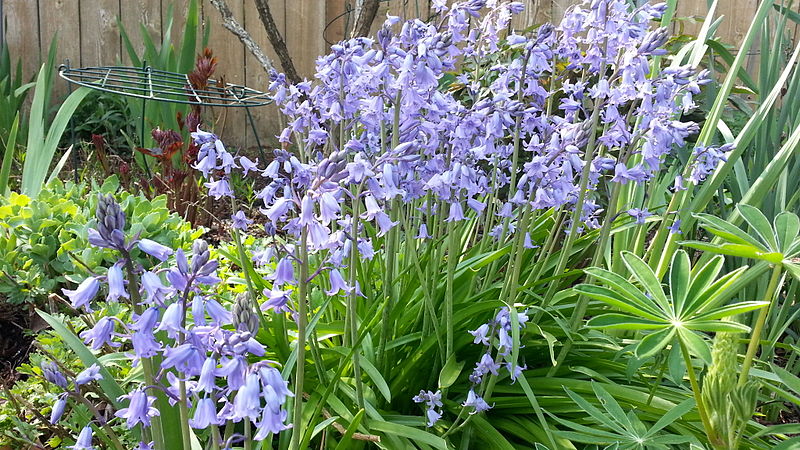 File:Hyacinthoides.jpg