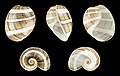 * Nomination Shell of an White Banded Paper Bubble, Hydatina albocincta --Llez 18:28, 22 August 2018 (UTC) * Promotion I assume that the intense white stripes should be that way. In that case good quality.--Agnes Monkelbaan 18:43, 22 August 2018 (UTC)  Info Yes, "albocincta" means "White-banded" --Llez 20:21, 22 August 2018 (UTC)