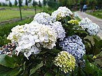 Hydrangea macrophylla