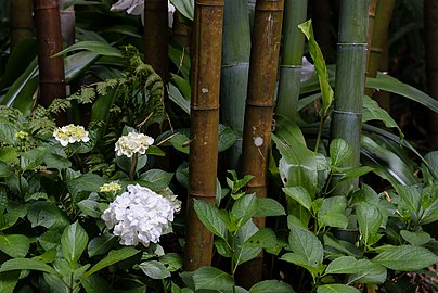 Hydrangeas in a bamboo grove, Reserva Florestal de Pinhal da Paz, Furnas, São Miguel Island, Azores, Portugal