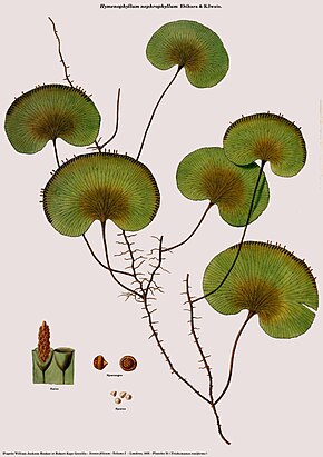 Описание изображения Hymenophyllum nephrophyllum (Trichomanes reniforme) .jpg.