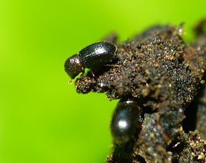 Coffee cherry beetle (Hypothenemus hampei)