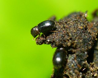 Coffee borer beetle Species of beetle