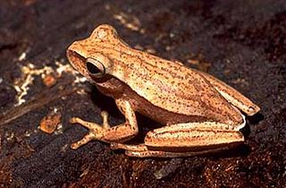 <i>Boana guentheri</i> Species of frog