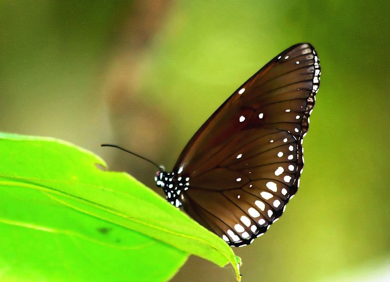 File:IMG4163 Burma Euploéa Core Vermiculata male (7176117052).jpg