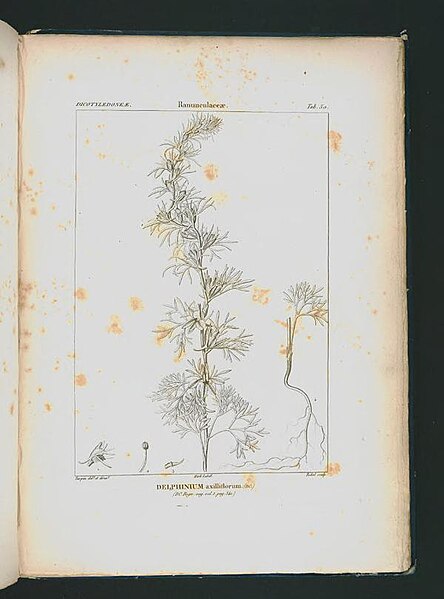 File:Icones selectae plantarum quas in systemate universali (Tab. 050).jpg