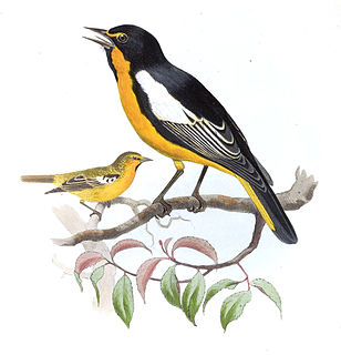 Black-backed oriole