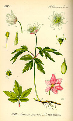 Võsaülane (Anemone nemorosa). Illustratsioon Otto Wilhelm Thomé raamatust "Flora von Deutschland, Österreich und der Schweiz..." (1885)
