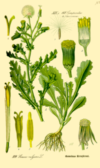 Illustration_Senecio_vulgaris0.png