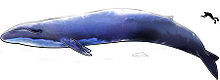 Comparaison de taille entre une baleine bleue, un dauphin d'Hector et un homme.