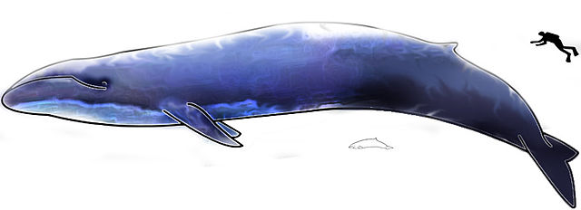 Синий кит в сравнении с ныряльщиком