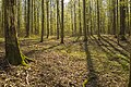 * Nomination "Brandschlag" forest near Kreuzthal in protected area "Wässernachtal" --Plozessor 04:14, 19 October 2023 (UTC) * Promotion  Support Good quality. --Johann Jaritz 05:37, 19 October 2023 (UTC)