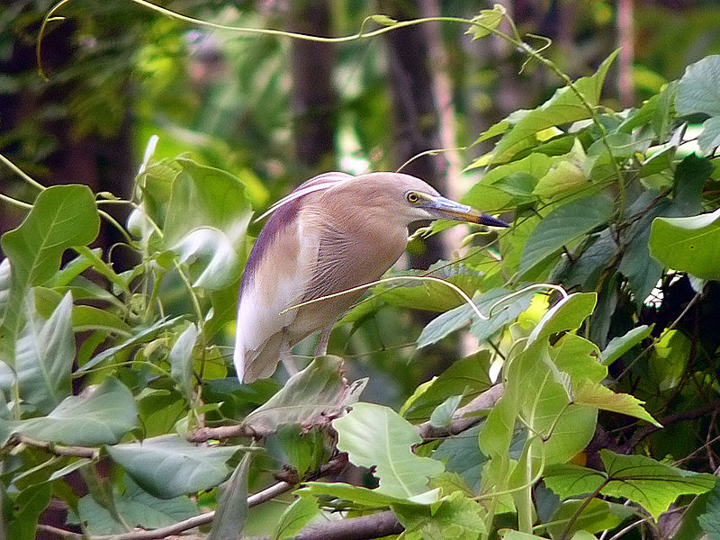 File:Indian Pond Heron (Breeding).jpg