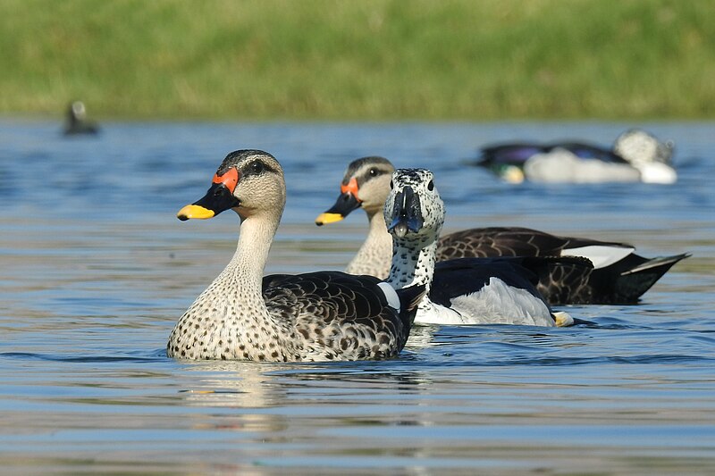 File:Indian Spot-billed Ducks Anas poecilorhyncha and Knob-billed Duck Sarkidiornis melanotos, Jaipur, Rajasthan.jpg