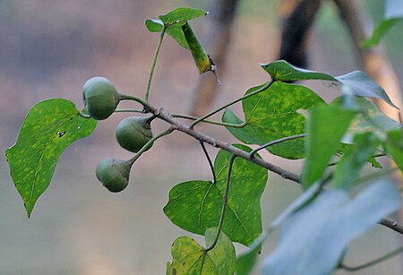 Fail:Indian_Tulip_Tree_(Thespesia_populnea)_fruit_&_leaves_in_Kolkata_W_IMG_3524.jpg