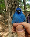 Thumbnail for File:IndigoBunting in EdenMD07.jpg