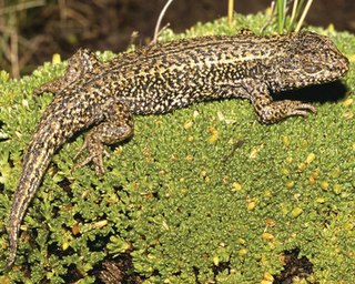 <i>Liolaemus chavin</i> Species of lizard