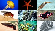 Miniatura para Invertebrados