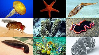 File:Invertebrate montage (2022).jpg - Wikipedia