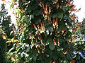 Ipomoea lobata