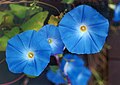 Ipomoea tricolor 'Heavenly Blue'