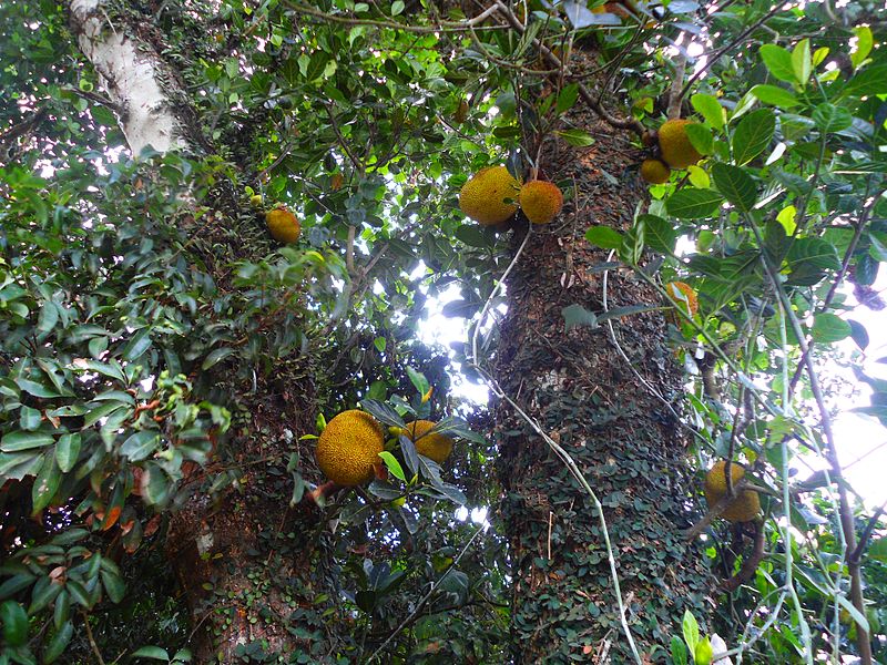 File:Jack fruit tree in Hainan - 01.jpg