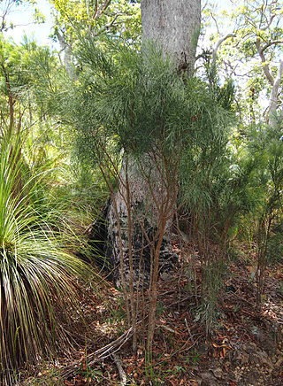 <i>Jacksonia scoparia</i> Species of legume