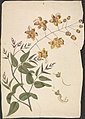 James Bruce - Cassia Fistula (Purging cassia), finished drawing of leafy shoot with flowers - B1977.14.9091 - Yale Center for British Art.jpg