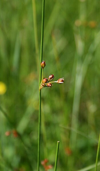 File:Juncus filiformis 1.jpg