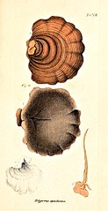 Praemissa in floram cryptogamicam Javae Insulae, Tab. XIII