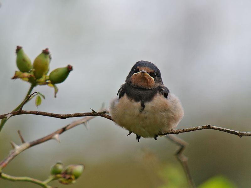 File:Juvenile Barn Swallow (Hirundo rustica), Schiermonnikoog, Netherlands (7902112018).jpg