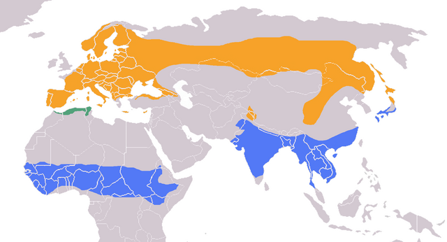 Elterjedési területe (a narancssárga a nyári, a kék a téli, míg a zöld az állandó szálláshelye)