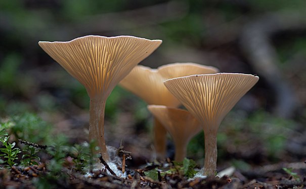 Fungi in Çamlıhemşin, Rize. Photograph: Engin Tavlı