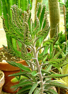 <i>Kalanchoe <span style="font-style:normal;">×</span> houghtonii</i> Species of succulent