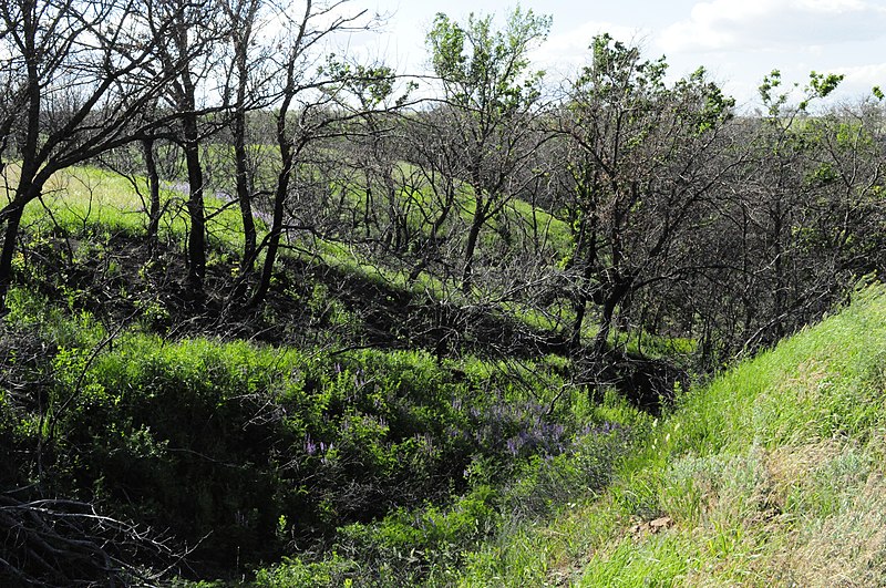 File:Kamyshinsky District, Volgograd Oblast, Russia - panoramio (89).jpg