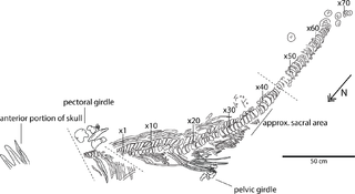 <i>Keilhauia</i> Extinct genus of reptiles