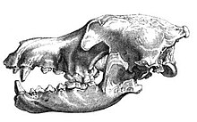 Illustration of a wolf skull excavated from Kents Cavern. Kentwolf.jpg