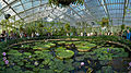 * Nomination Waterlily House at Kew Gardens, by User:Diliff. —Maedin 07:01, 18 June 2009 (UTC) * Promotion good --Mbdortmund 07:07, 18 June 2009 (UTC)