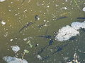larvae of Alpine Newt and Marsh frog (tadpole)