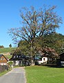 Čeština: Památný strom (javor klen - Acer pseudoplatanus) v Albrechticích v Jizerských horách, okres Jablonec nad Nisou - ČR English: Famous tree (Acer pseudoplatanus) in Albrechtice v Jizerských horách in Jablonec nad Nisou District, Czech Republic