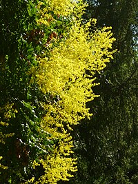 Koelreuteria paniculata, kinesträd