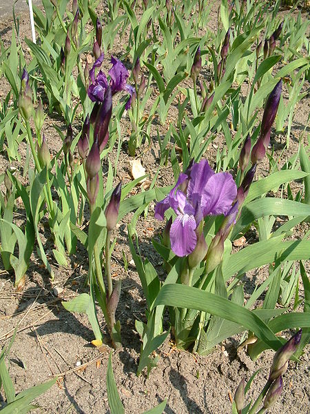 File:Kosaciec bezlistny Iris aphylla RB1.JPG